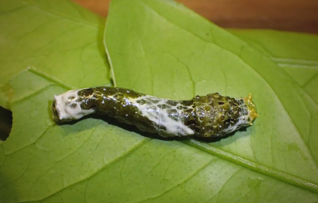详细阅读:蓝凤蝶(蓝凤蝶飞到家中寓意什么) 蓝凤蝶(蓝凤蝶飞到家中寓意什么)